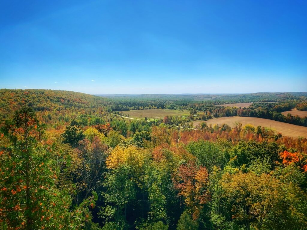 green trees under blue sky during daytime