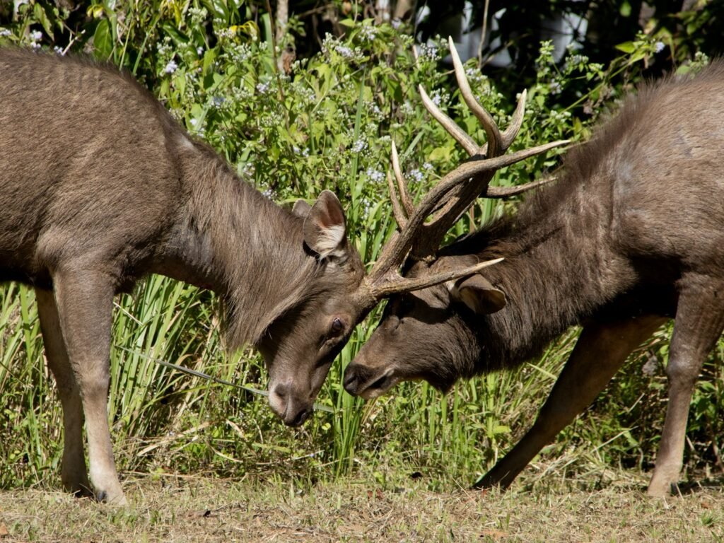 a couple of animals that are standing in the grass