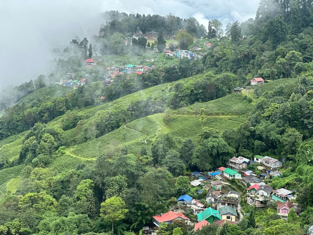 a lush green hillside covered in lots of trees