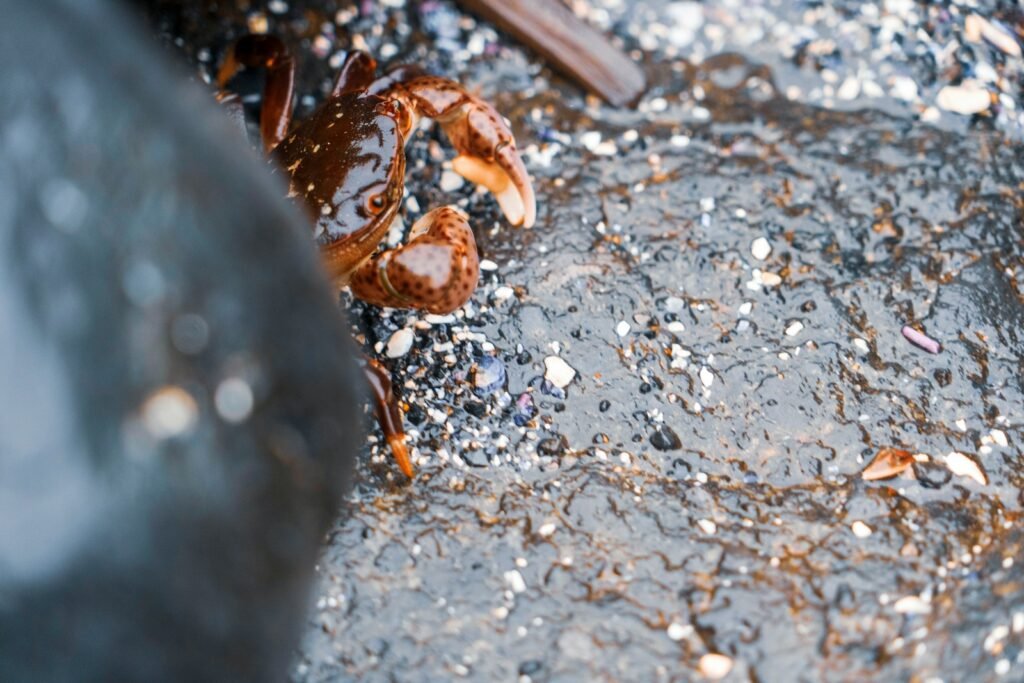 a close up of a piece of food on the ground